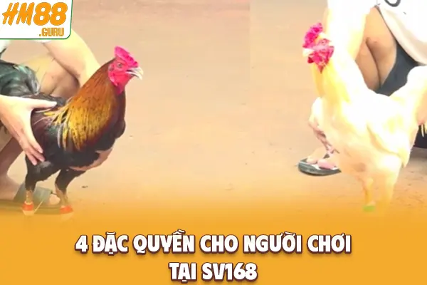 4 đặc quyền cho người chơi tại SV168 4 đặc quyền cho người chơi tại SV168