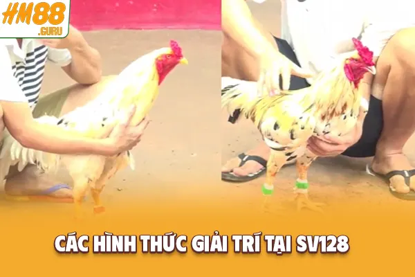 Các hình thức đấu phổ biến tại SV128 Các hình thức đấu phổ biến tại SV128