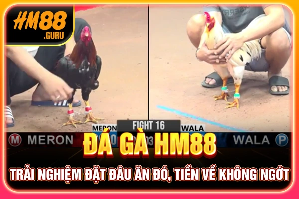 Đá Gà HM88 - Trải Nghiệm Đặt Đâu Ăn Đó, Tiền Về Không Ngớt