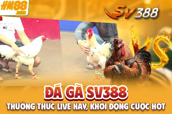 Đá Gà SV388 - Thưởng Thức Live Hay, Khởi Động Cược Hot