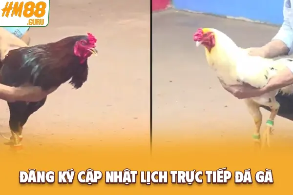 Đăng ký cập nhật lịch trực tiếp đá gà Đăng ký cập nhật lịch trực tiếp đá gà