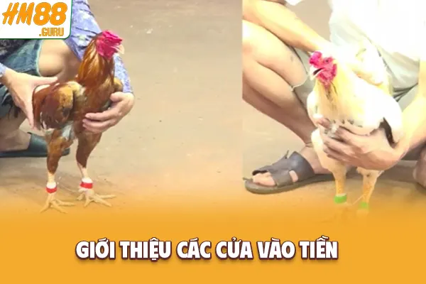 Giới thiệu các cửa vào tiền Giới thiệu các cửa vào tiền