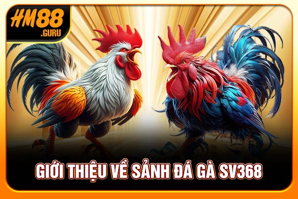 Giới thiệu về sảnh đá gà SV368 Giới thiệu về sảnh đá gà SV368