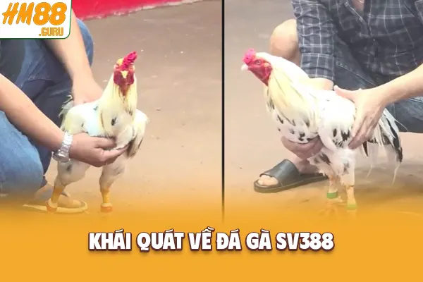 Khái quát về đá gà SV388 Khái quát về đá gà SV388