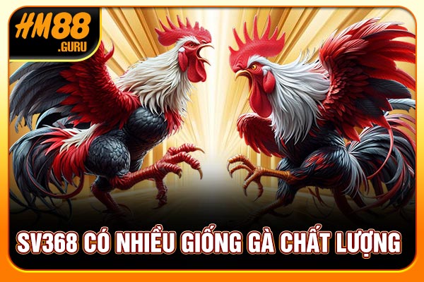 SV368 có nhiều giống gà chất lượng SV368 có nhiều giống gà chất lượng