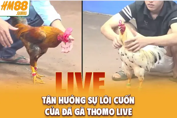 Tận hưởng sự lôi cuốn của đá gà Thomo live Tận hưởng sự lôi cuốn của đá gà Thomo live