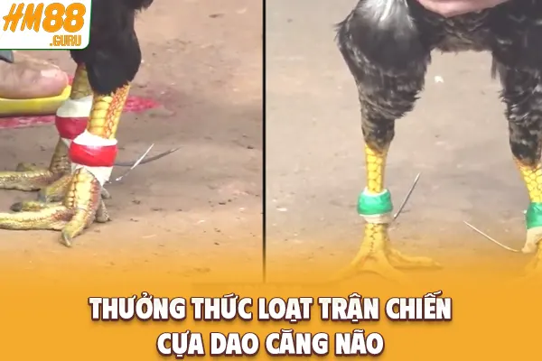 Thưởng thức loạt trận chiến cựa dao căng não Thưởng thức loạt trận chiến cựa dao căng não