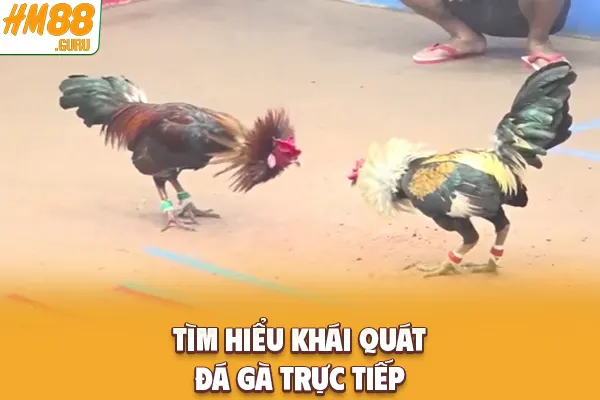 Tìm hiểu khái quát đá gà trực tiếp Tìm hiểu khái quát đá gà trực tiếp